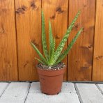 Aloe vera (Aloe vera) - výška 20-30 cm, kont. C1L